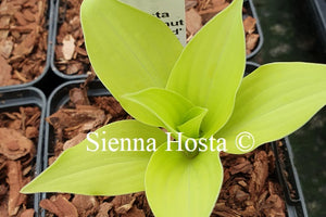 Hosta 'Coconut Custard'