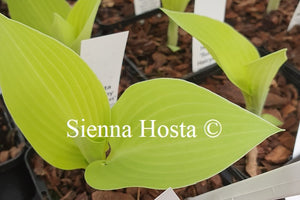 Hosta 'Sunny Halcyon'