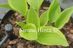 Hosta 'Verna Jean'