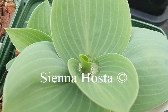 Hosta 'Prairie Sky'