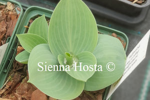 Hosta 'Prairie Sky'