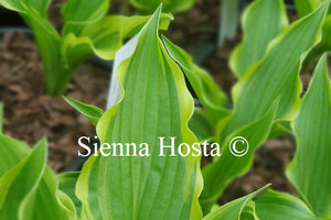 Hosta 'Lakeside Hoola Hoop'