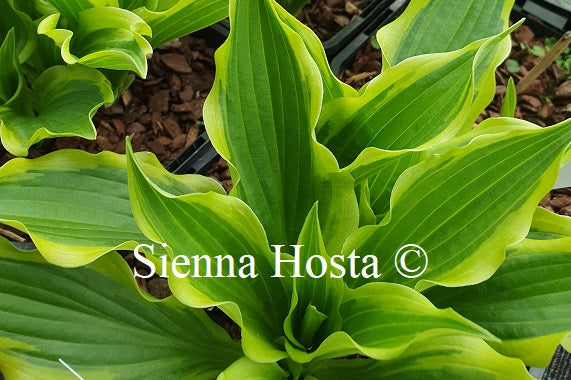 Hosta 'Lakeside Hoola Hoop'