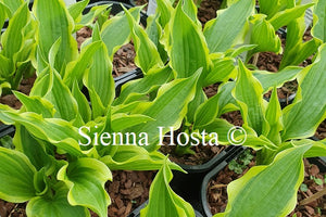 Hosta 'Lakeside Hoola Hoop'