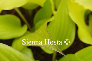 Hosta 'Holar Early Days'