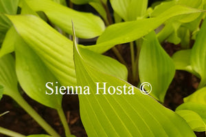 Hosta 'Holar Early Days'