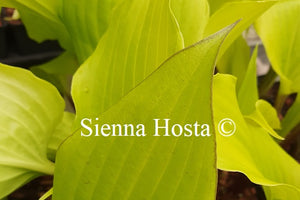 Hosta 'Holar Early Days'