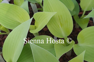 Hosta 'Sunny Halcyon'