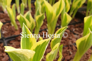 Hosta 'Diamond are Forever'