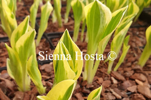 Hosta 'Diamond are Forever'