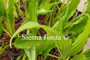 Hosta 'Fourth of July'