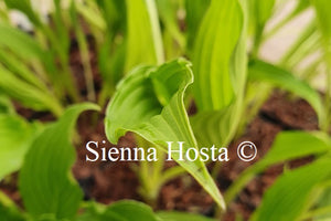 Hosta 'Fourth of July'