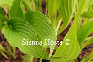 Hosta 'Fourth of July'