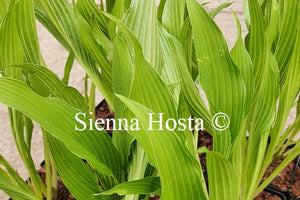 Hosta 'Fourth of July'