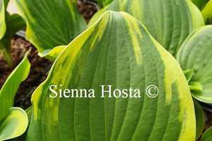 Hosta 'Reflections'