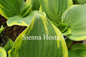 Hosta 'Reflections'