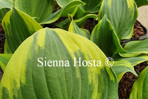 Hosta 'Reflections'