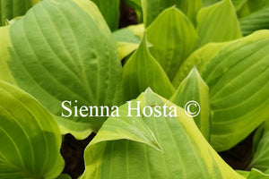 Hosta 'Delicious'