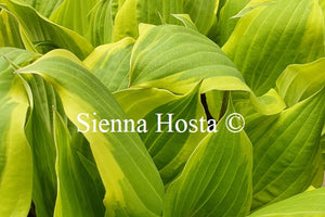 Hosta 'Delicious'