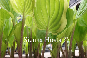 Hosta 'Delicious'