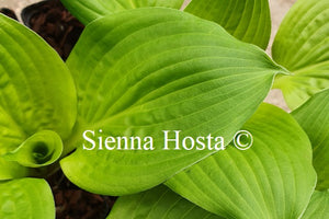 Hosta 'Celtic Bouquet'