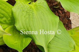 Hosta 'Celtic Bouquet'