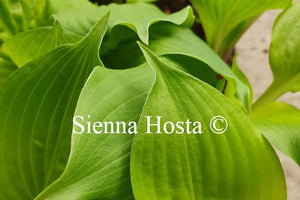 Hosta 'Celtic Bouquet'