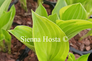 Hosta 'Torchlight'