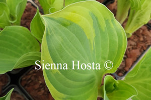 Hosta 'Crusader'