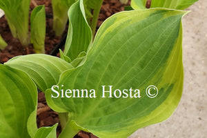 Hosta 'Crusader'