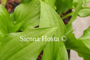 Hosta 'Leapin' Lizzard'