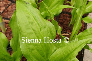 Hosta 'Leapin' Lizzard'