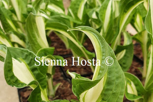 Hosta 'Twisted Spearmint'