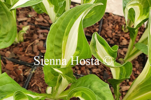 Hosta 'Twisted Spearmint'