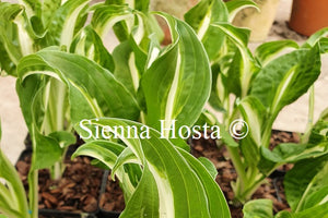 Hosta 'Twisted Spearmint'