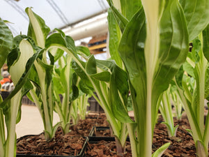 Hosta 'Twisted Spearmint'