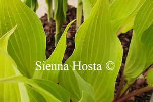 Hosta 'Holar Sunset Python'