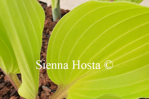 Hosta 'Holar Sunset Python'