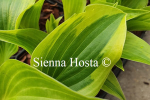 Hosta 'Heather Hill'