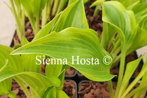 Hosta 'Heather Hill'