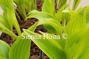 Hosta 'Heather Hill'