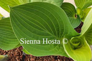 Hosta Mike