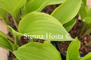 Hosta 'Chariots of Fire'