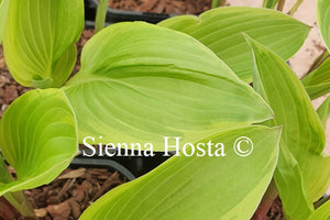 Hosta 'Chariots of Fire'