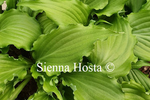 Hosta 'Unruly Child'