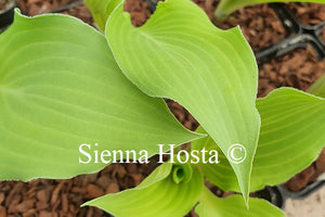 Hosta 'Frilly Fantasy'