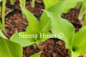 Hosta 'Frilly Fantasy'