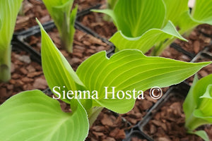 Hosta 'Frilly Fantasy'