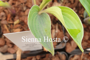 Hosta 'Purple Verticulated Elf'