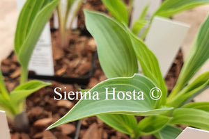 Hosta 'Purple Verticulated Elf'